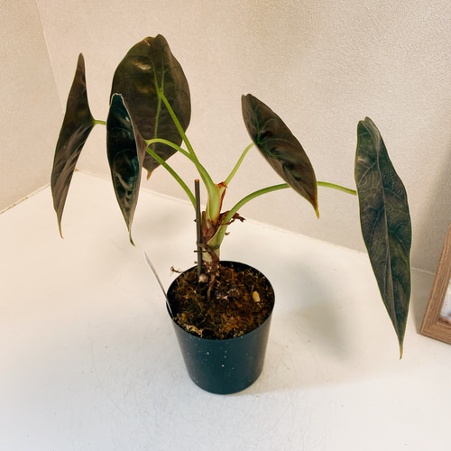 希少 アロカシア アズラニー オーレア 現品］【希少】アロカシア アズラニー 3.5号 観葉植物 室内 レア