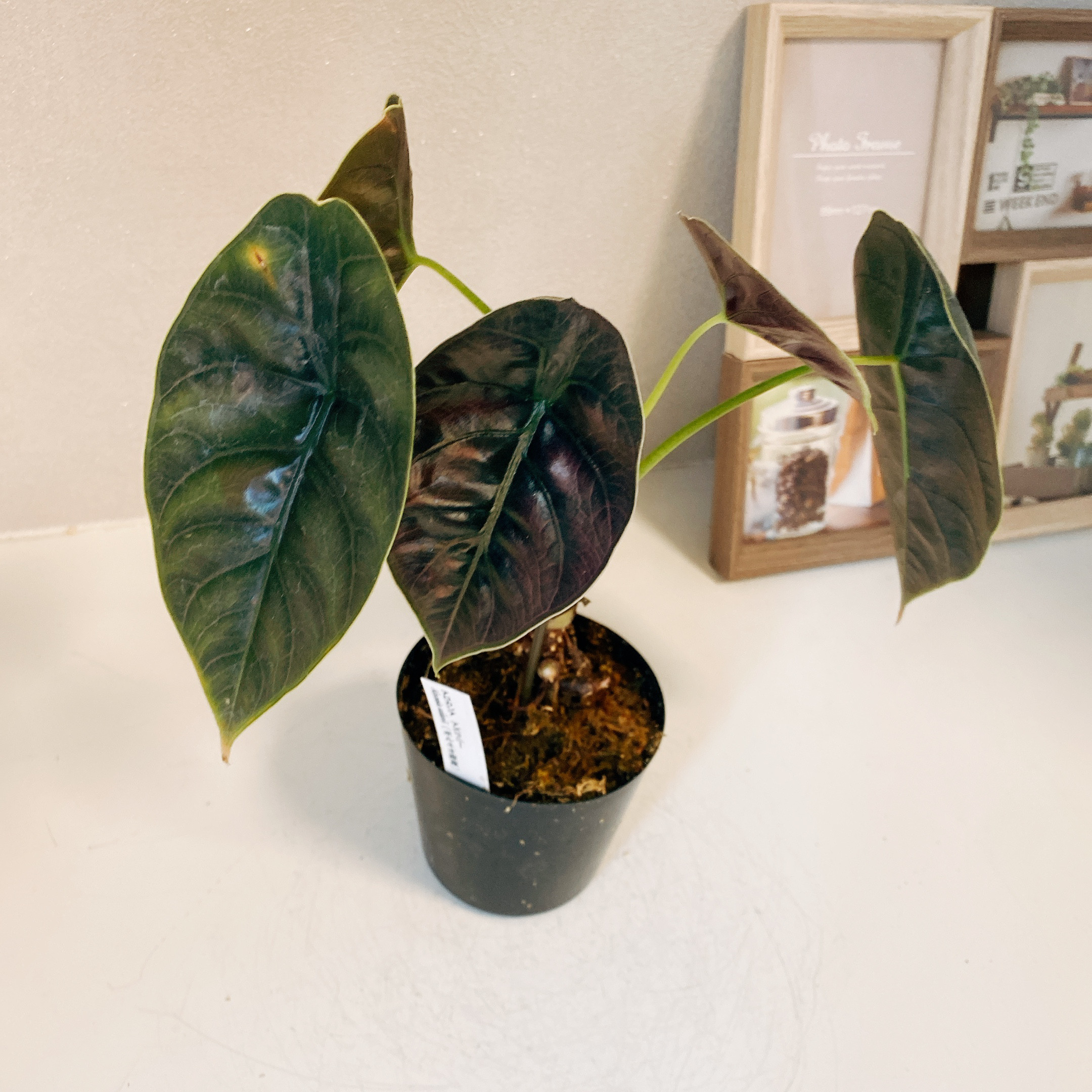 現品］【希少】アロカシア アズラニー 3.5号 観葉植物 室内 レア