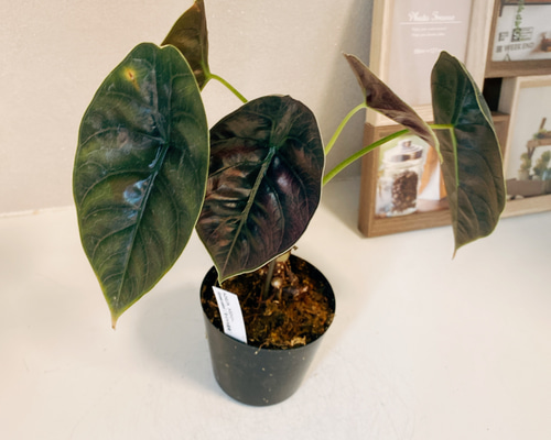 アロカシア 6号 | 観葉植物の通販ならHitoHana（ひとはな）