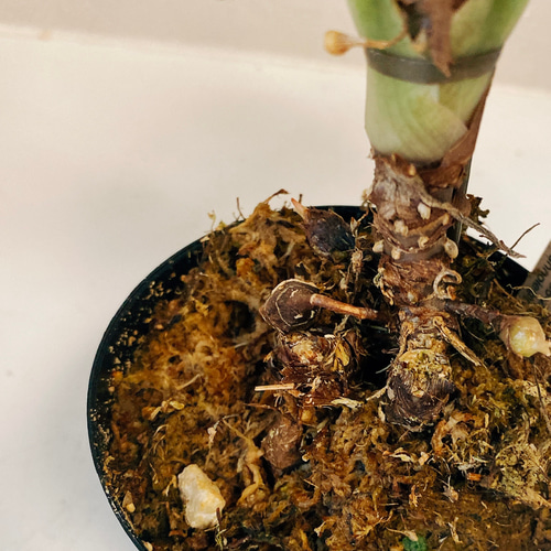 現品］【希少】アロカシア アズラニー 3.5号 観葉植物 室内 レア