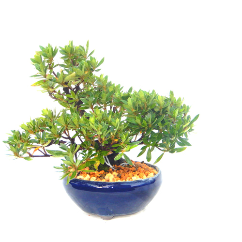 大盃 皐月 さつき サツキ 盆栽 小品盆栽 ミニ盆皐月盆栽 送料