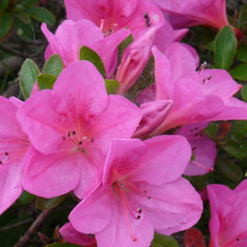 大盃 皐月 さつき サツキ 盆栽 小品盆栽 ミニ盆皐月盆栽 送料無料 盆栽