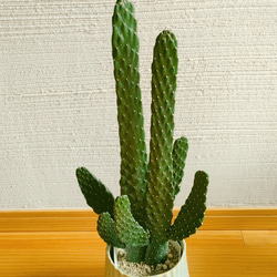 スミエボシ小　ダブル立て　サボテン　育てやすい　鉢カバー付き　お洒落　多肉植物　インドアグリーン　スタイリッシュ　 3枚目の画像