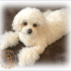 「為我的寵物訂製羊毛氈」狗貓毛絨玩具真實寵物比格犬吉娃娃臘腸犬巴比龍 第9張的照片