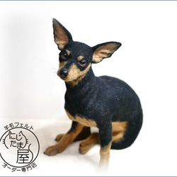 「為我的寵物訂製羊毛氈」狗貓毛絨玩具真實寵物比格犬吉娃娃臘腸犬巴比龍 第13張的照片