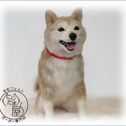 「為我的寵物訂製羊毛氈」狗貓毛絨玩具真實寵物比格犬吉娃娃臘腸犬巴比龍 第17張的照片