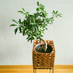 シェフレラコンパクタ　インテリアポットスタンド　アイアン籠　観葉植物　お洒落インドアグリーン　個性的　そのまま飾れる 2枚目の画像