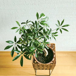 シェフレラコンパクタ　インテリアポットスタンド　アイアン籠　観葉植物　お洒落インドアグリーン　個性的　そのまま飾れる 4枚目の画像