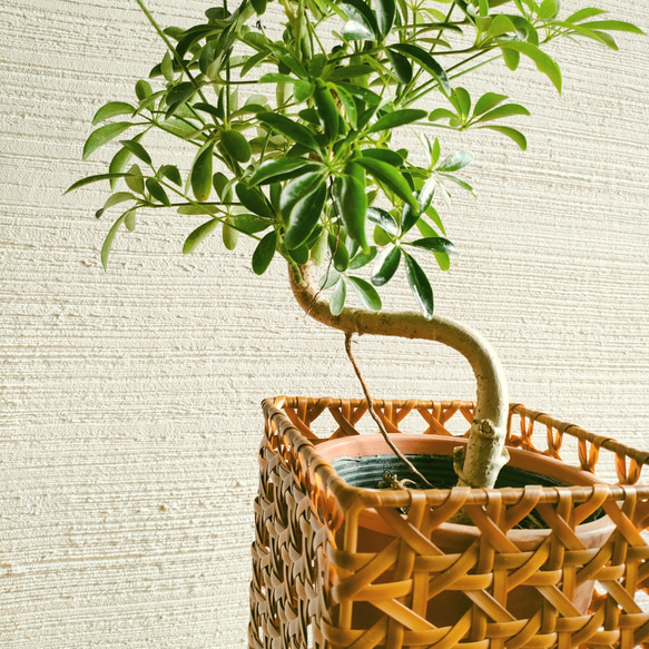 シェフレラコンパクタ　インテリアポットスタンド　アイアン籠　観葉植物　お洒落インドアグリーン　個性的　そのまま飾れる 3枚目の画像