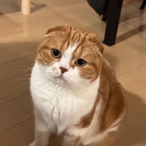羊毛フェルト猫オーダー》 #猫(ねこ)羊毛フェルト フレーム
