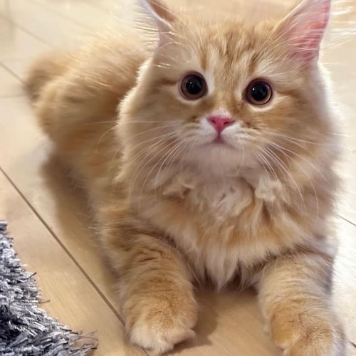 羊毛フェルト猫》 #猫(ねこ)羊毛フェルト オーダー フレーム 羊毛フェルト猫》 #猫(ねこ)羊毛フェルト オーダー フレーム