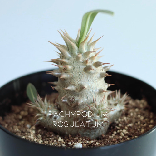 pachypodium rosulatum // パキポディウム ロスラーツム001 多肉植物