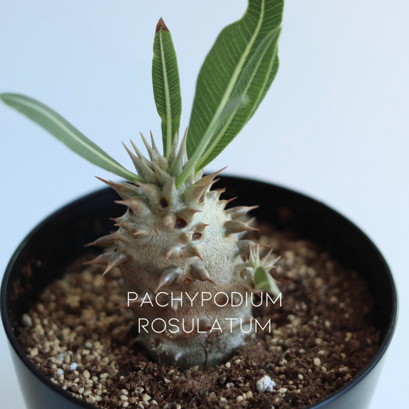 パキポディウム ロスラツム ロスラーツム 象牙宮◆鉢ごと パキポディウム ロスラーツム2頭×伝市鉢 | GREEN LUCK