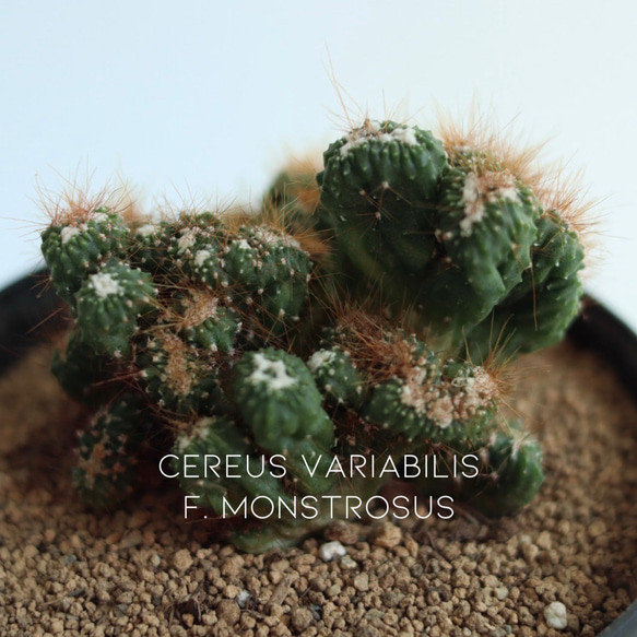 Cereus variabilis f. monstrosus // セレウス 残雪獅子 多肉