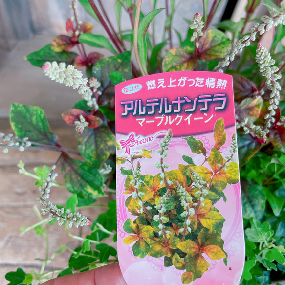 再販！チョコレートの香りのするお花！【秋冬ガーデニング】長く楽しめる素敵な寄せ植え♡ベージュ系 9枚目の画像