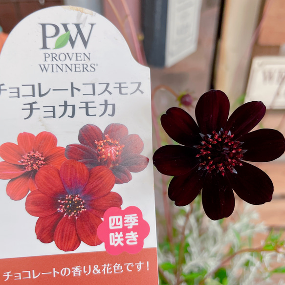 再販！チョコレートの香りのするお花！【秋冬ガーデニング】長く楽しめる素敵な寄せ植え♡ベージュ系 11枚目の画像