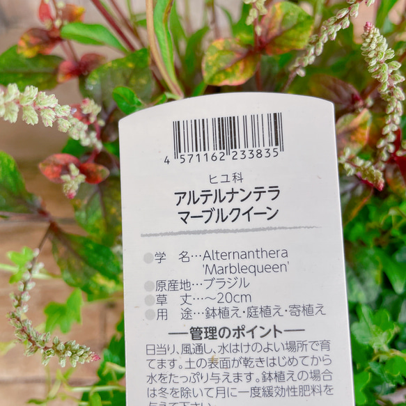 再販！チョコレートの香りのするお花！【秋冬ガーデニング】長く楽しめる素敵な寄せ植え♡ベージュ系 16枚目の画像