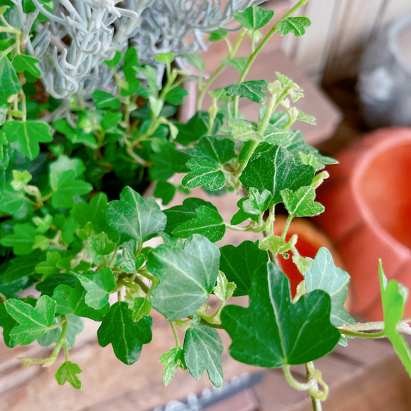 再販！チョコレートの香りのするお花！【秋冬ガーデニング】長く楽しめる素敵な寄せ植え♡ベージュ系 5枚目の画像