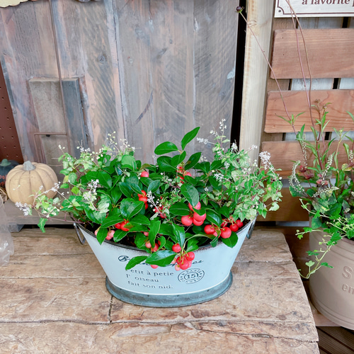 現品のみ！オシャレな秋冬ガーデニング♡【チェッカーベリー&斑入り