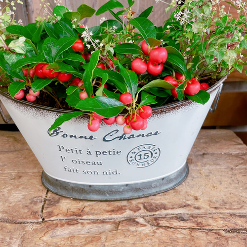 現品のみ！オシャレな秋冬ガーデニング♡【チェッカーベリー&斑入り