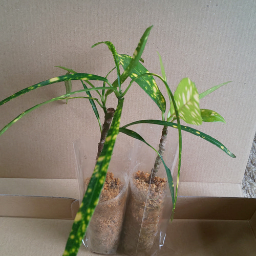 黄色の斑点がかわいいクロトン 2種 その他インテリア雑貨 kinrei 通販