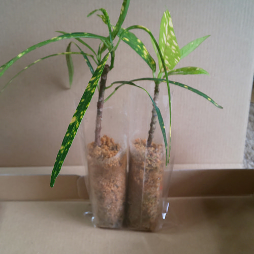 黄色の斑点がかわいいクロトン 2種 その他インテリア雑貨 kinrei 通販