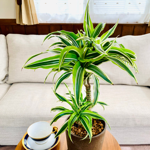 ドラセナ　サプライズ鉢ごと現品 ドラセナ・サプライズ | 日本ライン花木センター