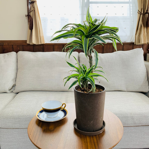 ドラセナ キュンティ 5号鉢 良形の充実株 ドラセナ キュンティ 5号鉢 良