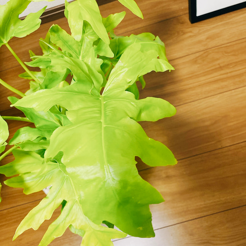 現品］【希少】フィロデンドロン ワルセウィッチー オーレア 観葉植物