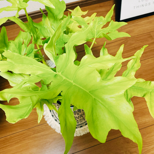 現品］【希少】フィロデンドロン ワルセウィッチー オーレア 観葉植物