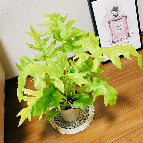 フィロデンドロン　セローム　ゴールド　ワルセヴィッチワルセラ　　もち様確認用 フィロデンドロン セローム ゴールド ワルセヴィッチワルセラ