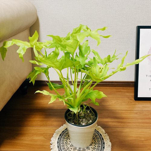 現品］【希少】フィロデンドロン ワルセウィッチー オーレア 観葉植物