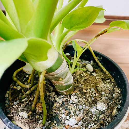 現品］【希少】フィロデンドロン ワルセウィッチー オーレア 観葉植物