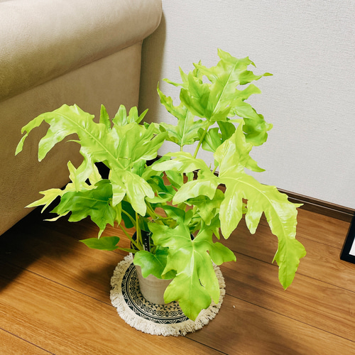 現品］【希少】フィロデンドロン ワルセウィッチー オーレア 観葉植物