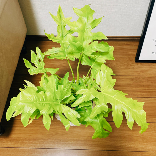 現品］【希少】フィロデンドロン ワルセウィッチー オーレア 観葉植物