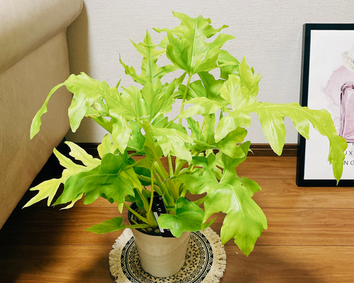 f556fce5c7dd8476dac511adcb1fb0