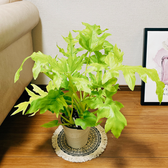 フィロデンドロン　ワルセヴィッチ　フィロデン　受け皿付き　高さ約80cm(現物) フィロデンドロン ワルセヴィッチ フィロデン 受け皿付き 高さ約