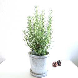 ○数量限定○新作○ 虫除け ”ローズマリー 鉢/受け皿セット（ライト