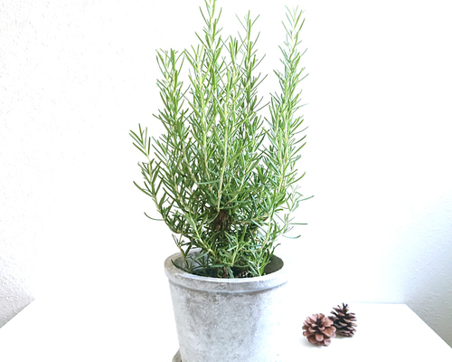 ○数量限定○新作○ 虫除け ”ローズマリー 鉢/受け皿セット（ライト