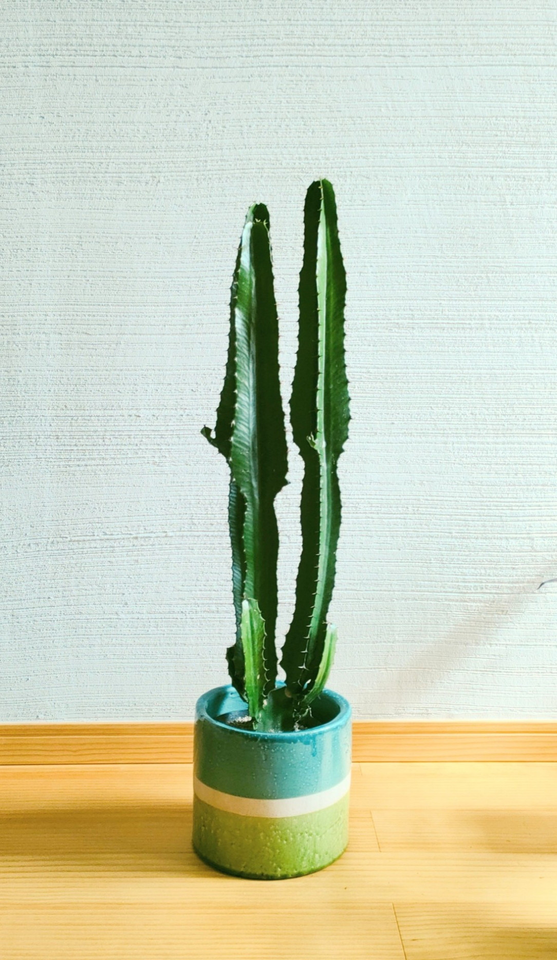 多肉植物 青緑色の鉢 大きめ*6 多肉植物 青緑色の鉢 大きめ*6 多肉植物 青緑色の鉢 大きめ