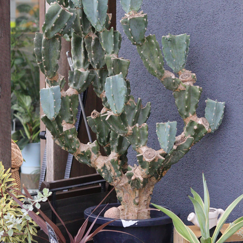 ❃柱サボテン❃ブランチ用 (biotopnurseries_osaka | 柱 ❃柱サボテン❃ブランチ用 (biotopnurseries_osaka | 柱