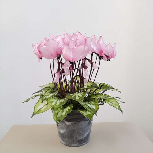 シクラメン♡アメリカンフラワー♡ディップアート♡鉢植え♡ピンク