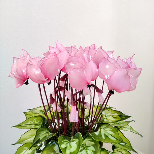 シクラメン♡アメリカンフラワー♡ディップアート♡鉢植え♡ピンク