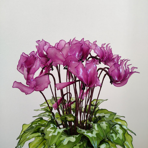 シクラメン♡アメリカンフラワー♡ディップアート♡鉢植え♡ピンク