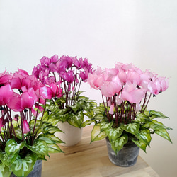 チューリップ♡ディップアート♡アメリカンフラワー♡3本セット アート