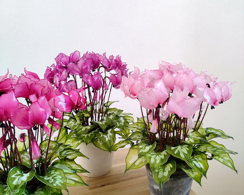 アメリカンフラワー　ディップフラワー　シクラメン　冬 アメリカンフラワー ディップフラワー シクラメン 冬 #186 #ディップ