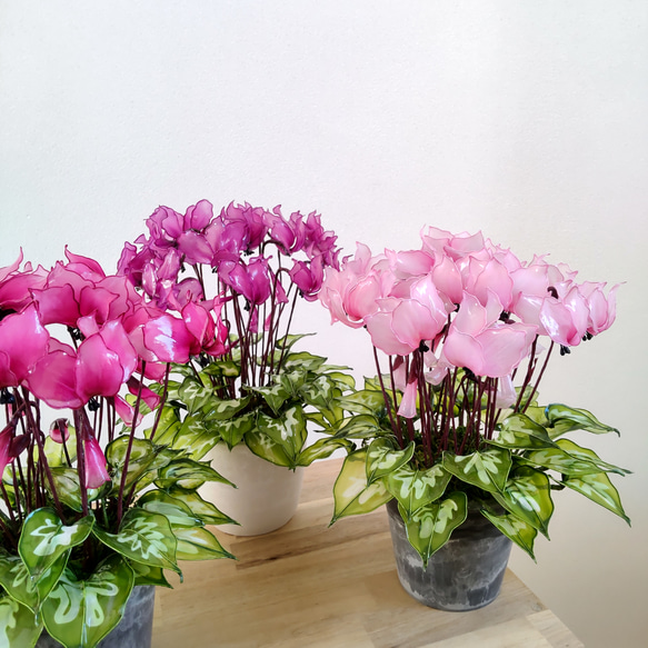 シクラメン♡アメリカンフラワー♡ディップアート♡鉢植え♡ピンク