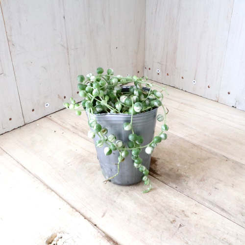 斑入り♡グリーンネックレス♡多肉植物♡ 多肉植物 nico flowers〜桜雫