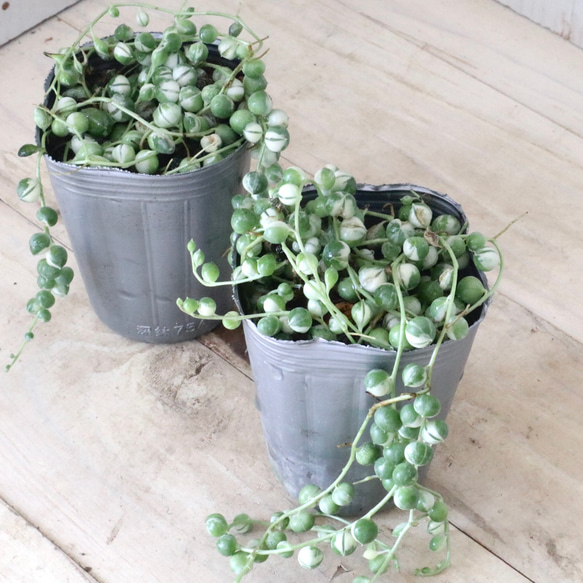 斑入り♡グリーンネックレス♡多肉植物♡ 多肉植物 nico flowers