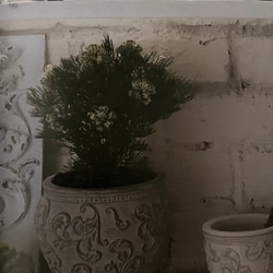 《可愛いアンティーク セメント鉢 》アラベスクミニアレンジ 観葉植物 多肉植物 お花の寄せ植えに 374 2枚目の画像
